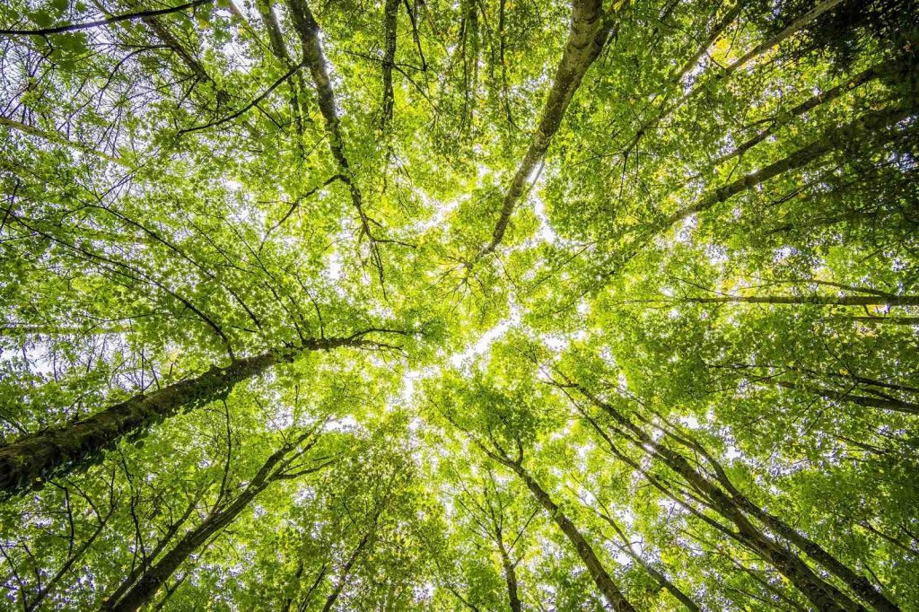 forest trees perspective bright